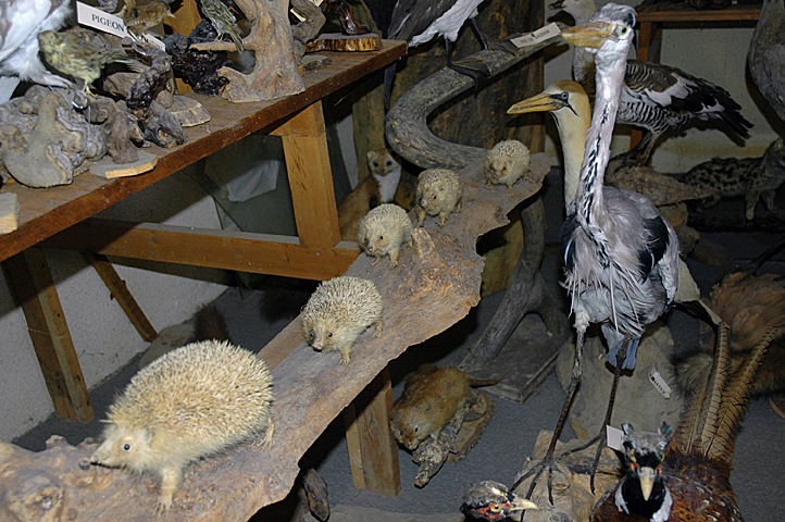 photo de hérissons empallés à la queue leu leu